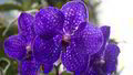 Догляд за орхідеєю Vanda