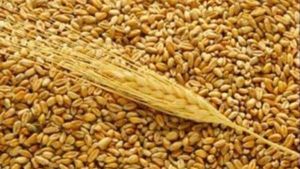 Украина продала на экспорт 23 миллиона тонн зерна