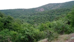 Зачищення терористів у Кримських лісах
