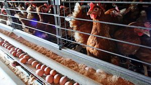 З кінця липня Україна розпочне експорт продукції птахівництва