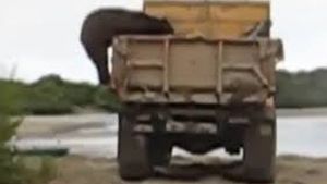 Ведмідь покуштував рибки з вантажівки
