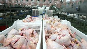 Производители мяса домашней птицы в Польше и Украине рапортуют об успехах
