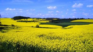 Ріпак з-під Чорнобиля лякає поляків