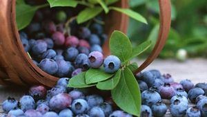 Черника, виноград и яблоки спасают от диабета
