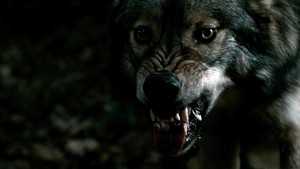 Боротьба з вовком у селі Селезівка ​​Житомирської області