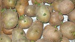 Проросший картофель поможет при больных суставах