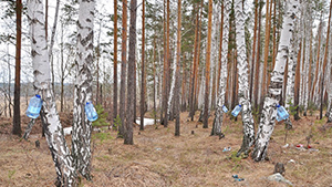 Користь березового соку