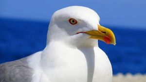 Чайка утащила камеру и самостоятельно сняла видео