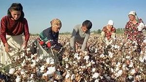 В Узбекистане собранный хлопок оказался снова на кустах