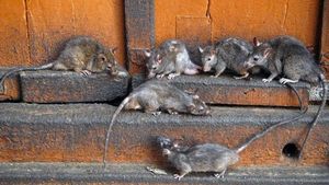 Добродушний китаєць не міг розпрощатися з натовпом щурів